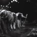 Windowpane @ The Showbox 1-16-16 (Photo By: Mocha Charlie)